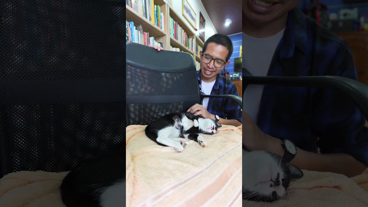 อวสานความเหงา เมื่อมีแมวมาอยู่ด้วย #VchaiBlog #อวสาน #ความเหงา