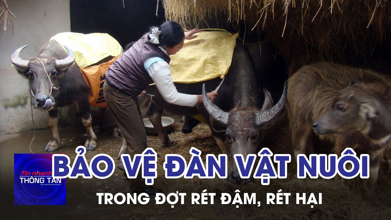 Bảo vệ đàn vật nuôi trong đợt rét đậm, rét hại | Tin nhanh Thông tấn