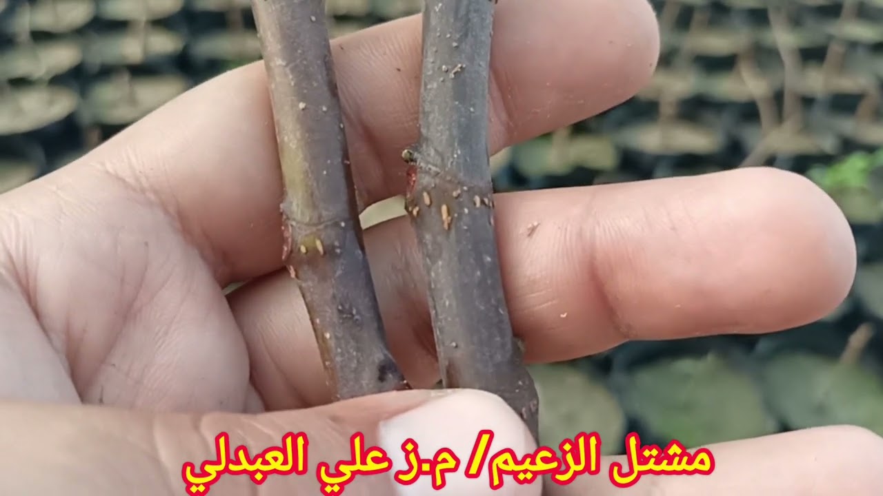 سر نجاح الاكثار بالعقل و طريقة تكون الجذور و ما دور هرمون التجذير