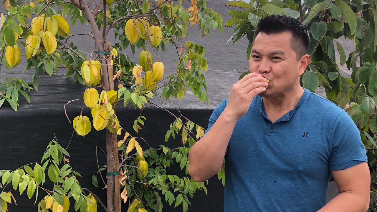Starfruit Trees (Carambola) in the Fresno/Visalia Area