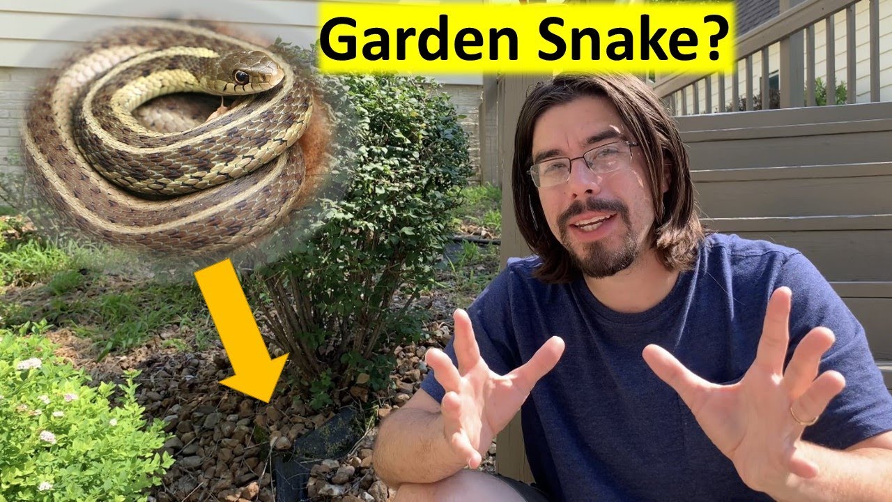 Looking for Eastern Garter Snakes in the Garden!