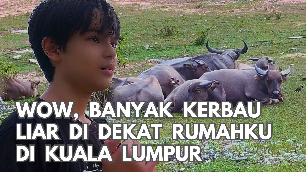 Jalan Kaki Sore Hari di Sekitar Rumah || Kaget, Banyak Kerbau Liar di Kuala Lumpur