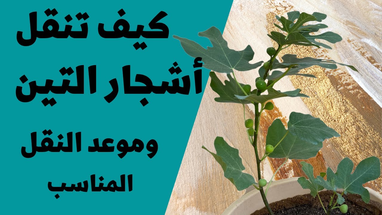 طريقة نقل شتلات التين للأحواض الكبيرة ومواعيد النقل المناسبة