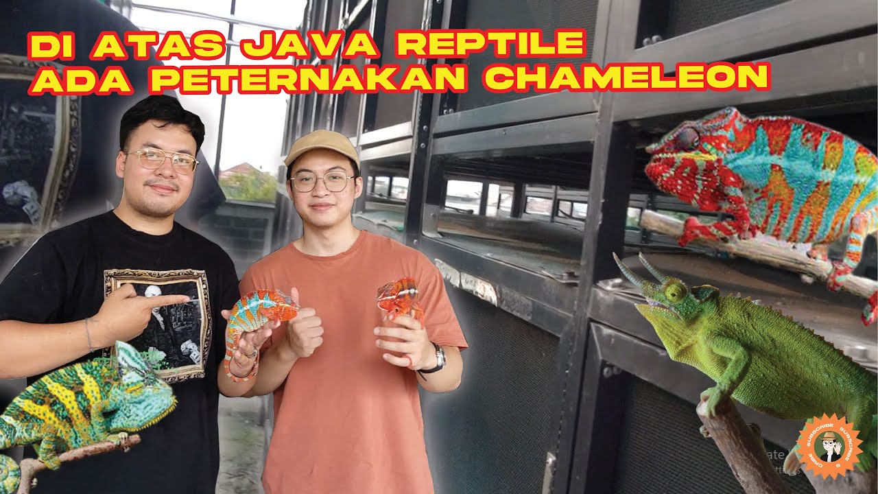 PETERNAKAN CHAMELEON ADA DI ATAS GEDUNG JAKARTA SELATAN ??