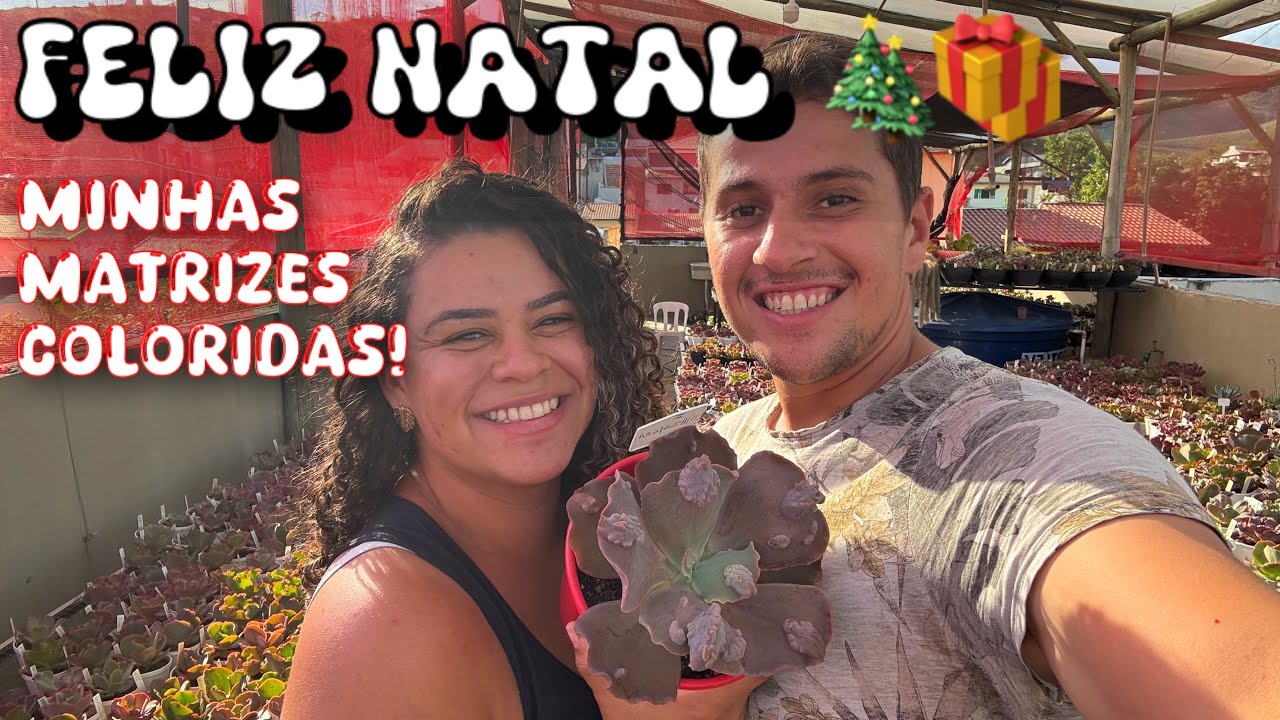 Identificação de Matrizes com as cores do Natal 🎄❤️ + Em agradecimento a vocês! 