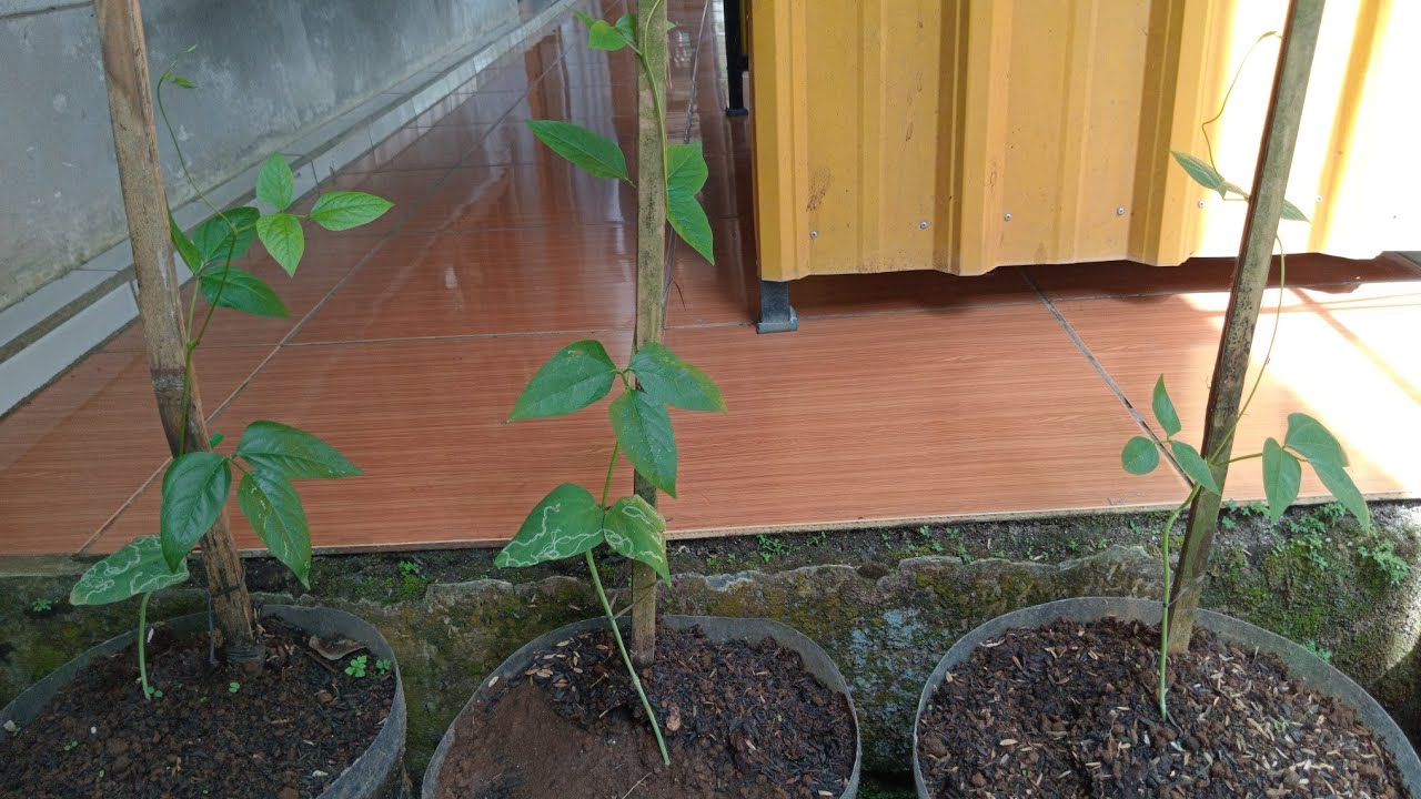 Tanaman Bibit Kacang Panjang #kacangpanjang 