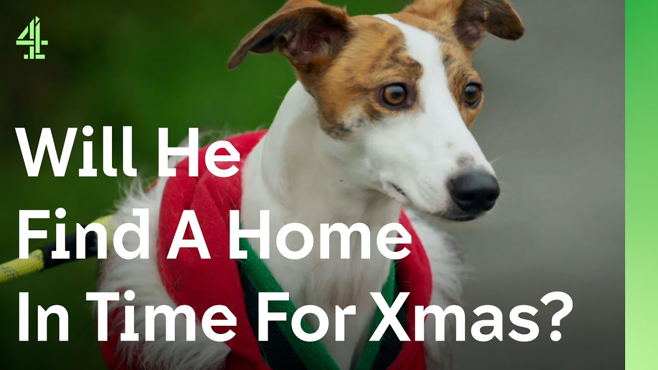 Can this stray Lurcher make a Christmas wish come true? I The Dog House 🐶 | Dog Stories