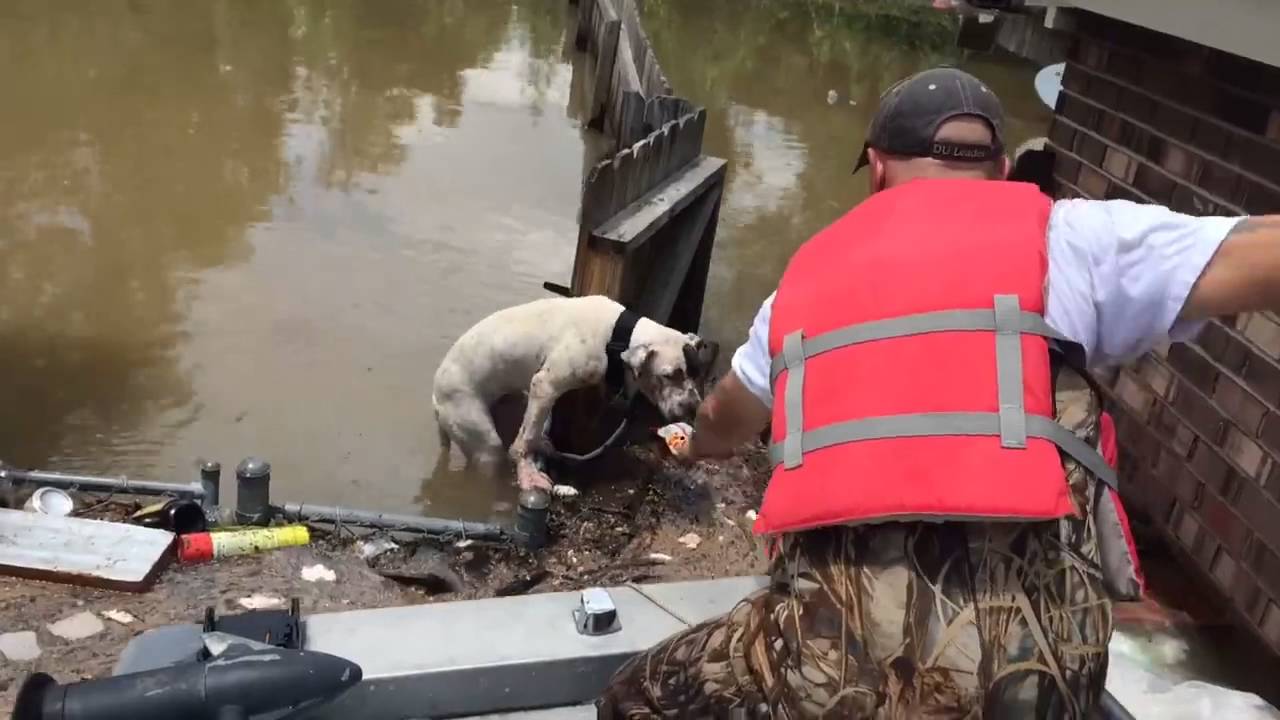 Dog is Rescued in the Aftermath of a Flood