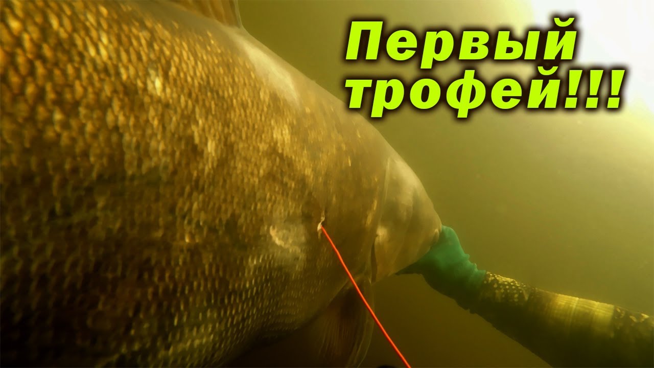 ЛУЧШЕЕ НАЧАЛО СЕЗОНА ПОДВОДНОЙ ОХОТЫ 2025!!! ОГРОМНЫЙ КАРП И ТОЛСТОЛОБИК!!!