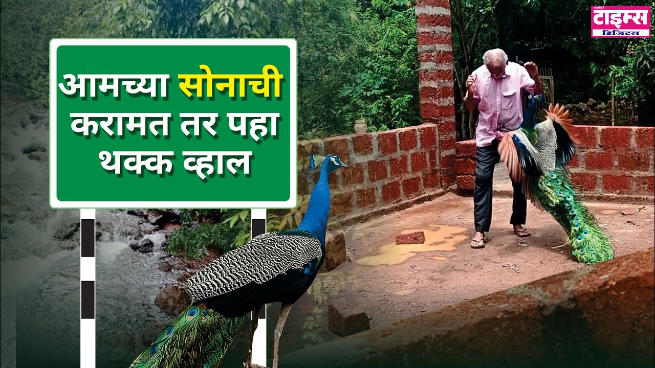 सोना मोर सर्वांच्या आकर्षणाचा केंद्र बिंदू