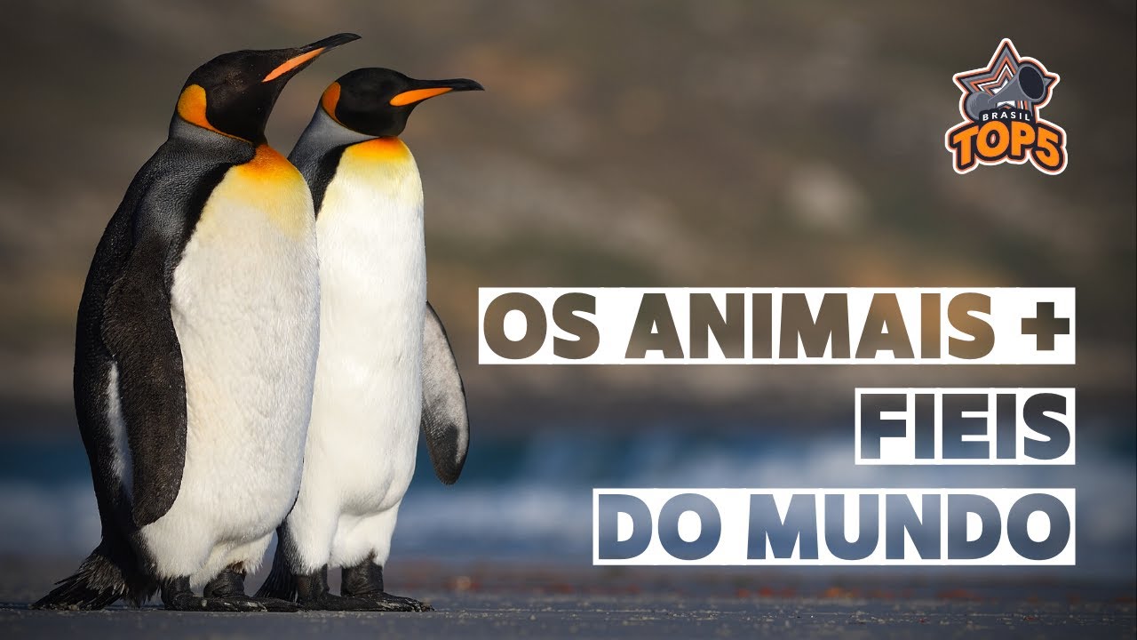 Os 10 animais mais fi&eacute;is do mundo