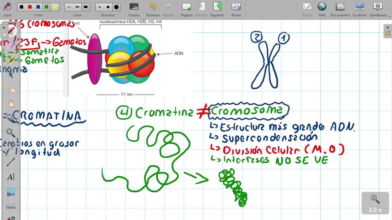CAPÍTULO 7. El Núcleo I: Organización de la cromatina - (Clase 2) - Biologia Biomedica Alfonso.