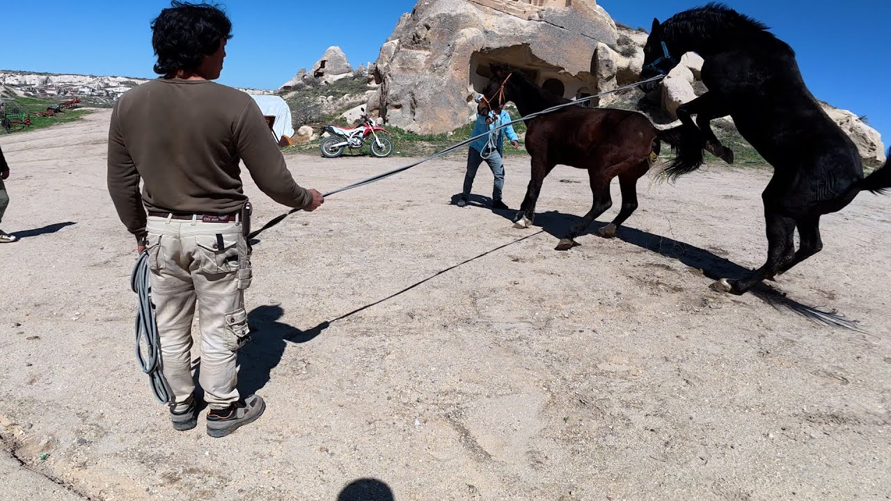 Özgür Ruhlu Siyah Aygır: Kapadokya’da Vahşi Atların Doğal Yaşamı | Horse Freedom & Behavior