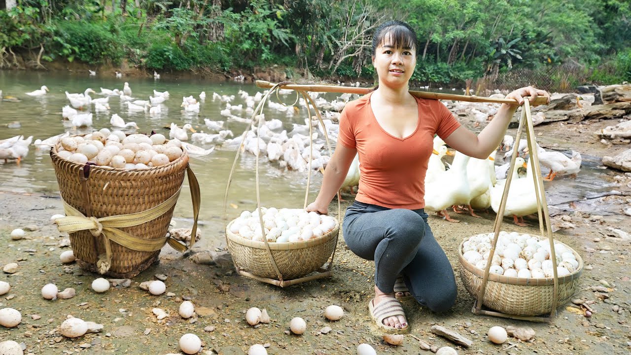Harvesting A Lot Of Duck Eggs Goes To Market Sell - Selling Grown Pigs | Tiểu Vân Daily Life
