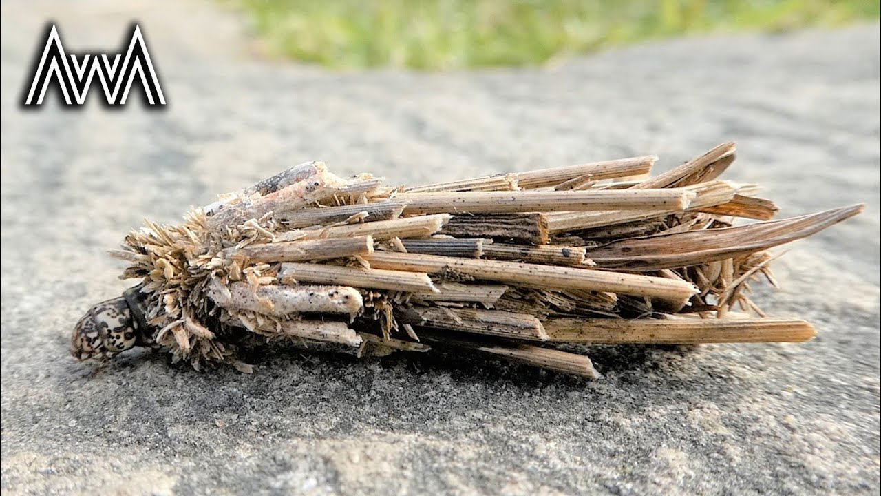 AwA Case Moth Caterpillar (Hyalarcta huebneri)
