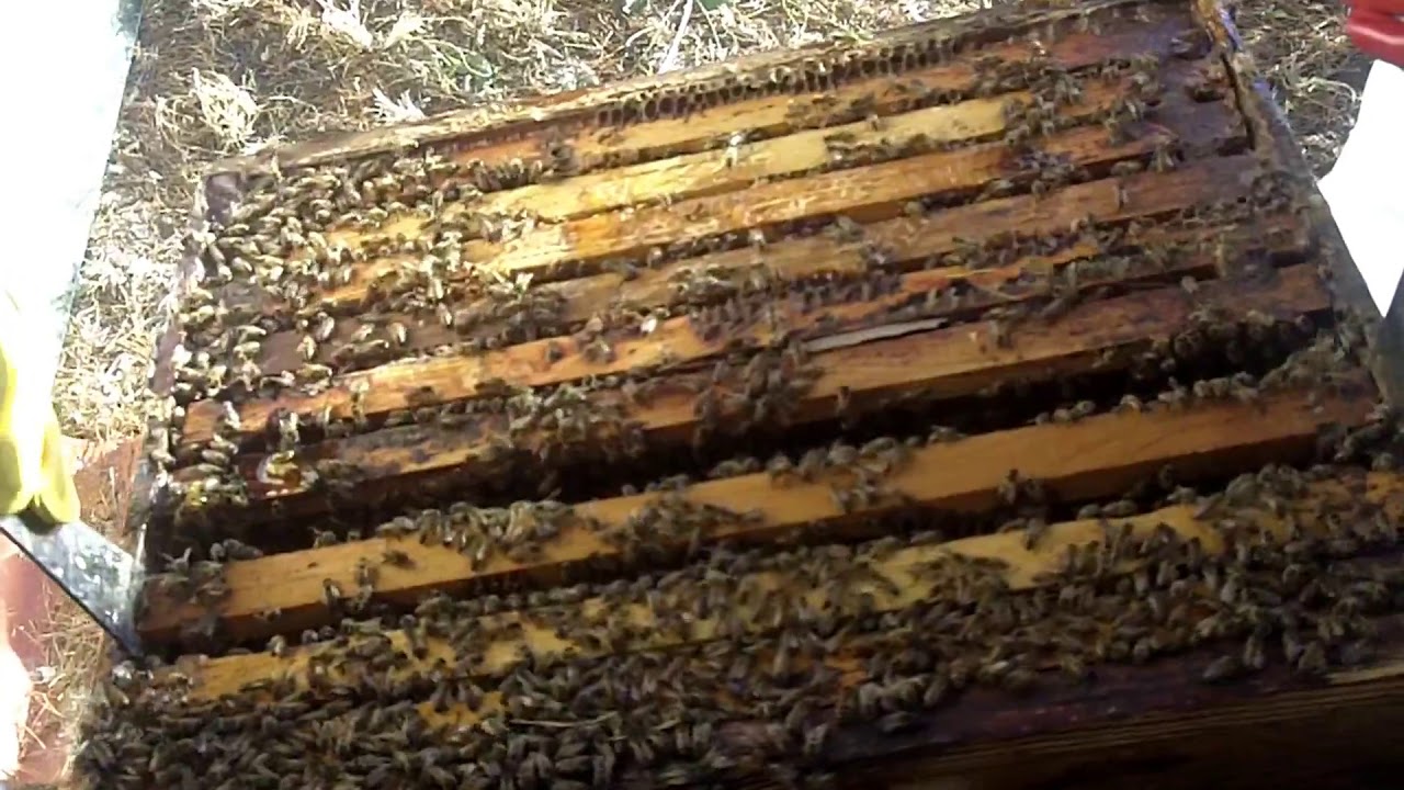 Easy Buzzing Bee Course