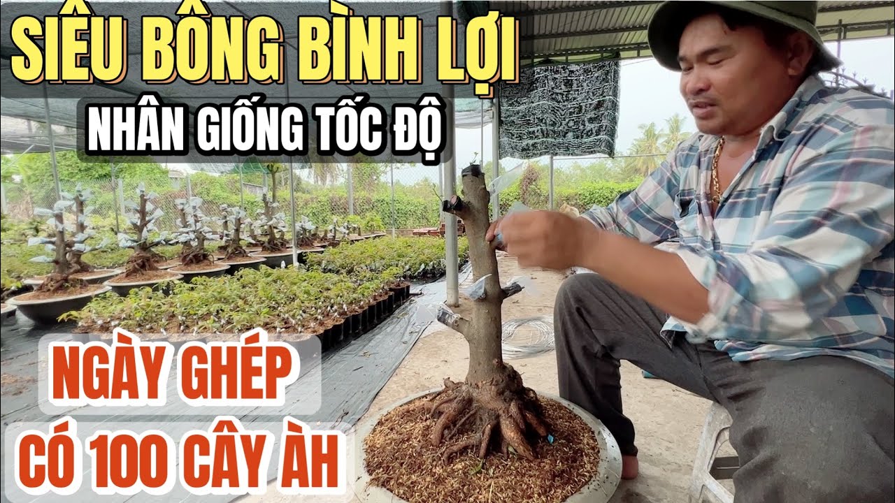 21/5 🌼 Hướng dẫn ghép nhân giống tốc độ siêu bông Bình Lợi ở Bến Tre vườn mai Hoàng Việt Miếng Dung