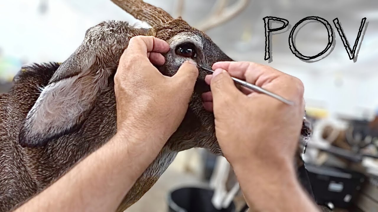 POV: Mounting a Whitetail Deer (The REAL Experience!)