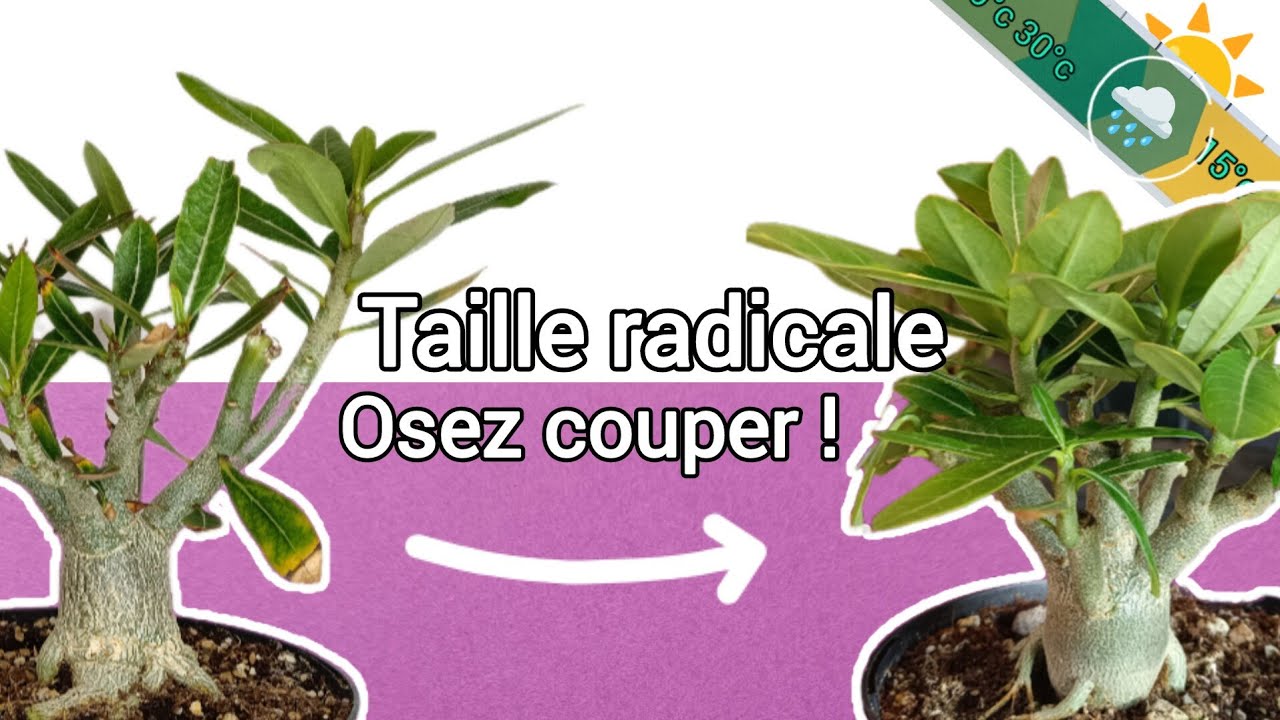 Adenium trop élancé - la taille sévère - cycle de vie - retours d'expériences (Ep 6)