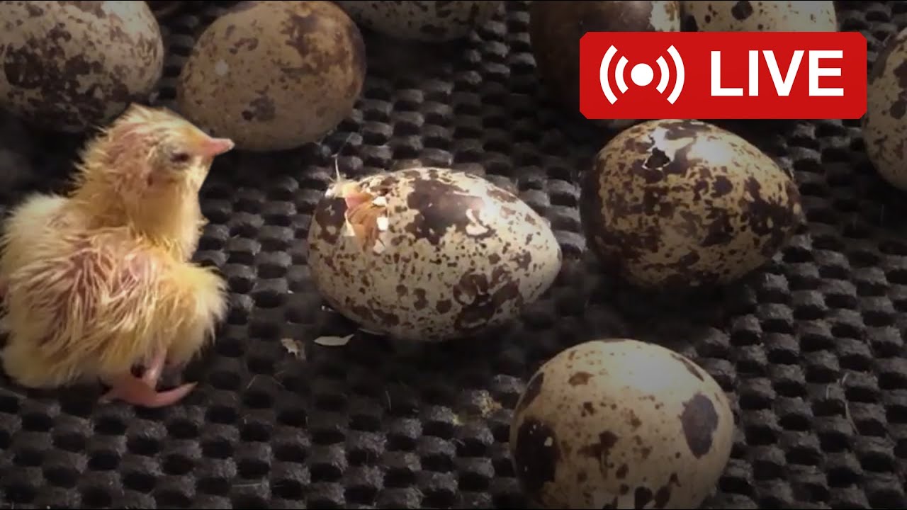Baby Birds Hatching Live 🐣 Baby Chicks Coming Out of Eggs Livestream