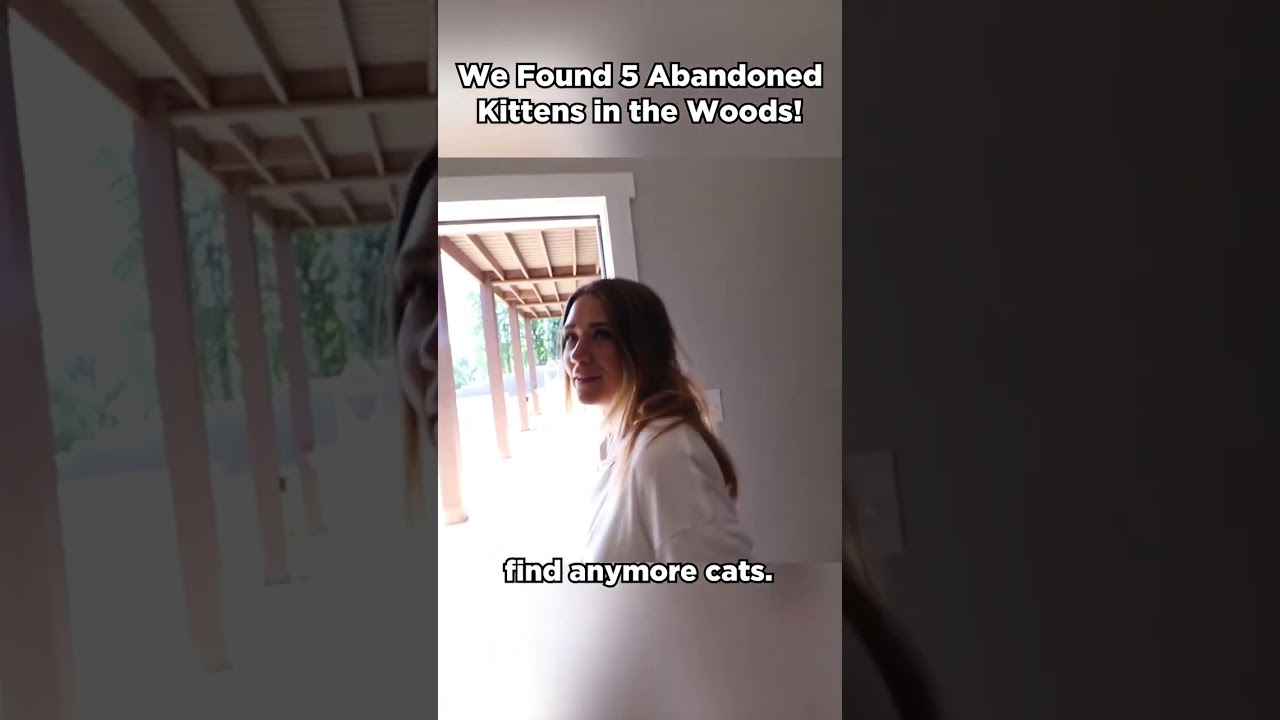 We found 5 kittens in the woods!