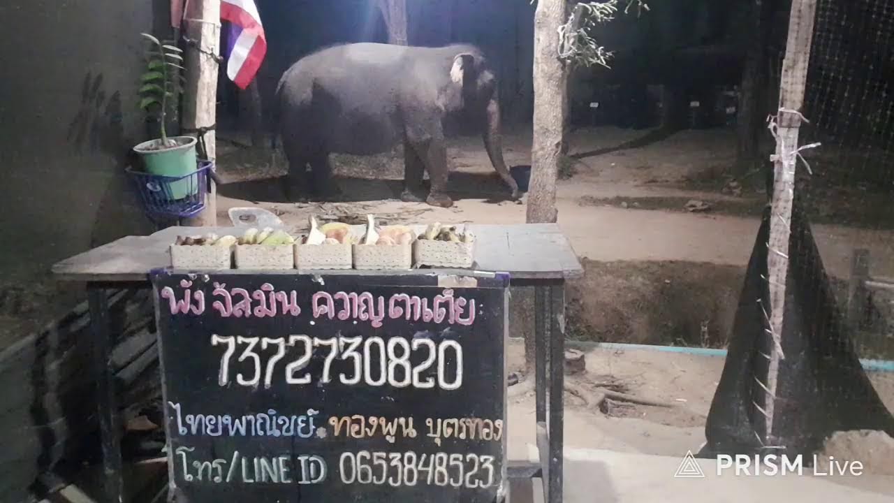 เมตตาป้อนผลไม้ช้างชรา2เชือกด้วยนะครับ🐘🐘