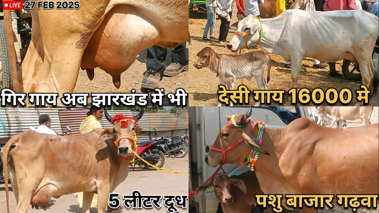 झारखंड में देसी गाय की सबसे अच्छी मंडी | PASHU BAZAR GARHWA JHARKHAND | COW MARKET 27FEB 2025 |
