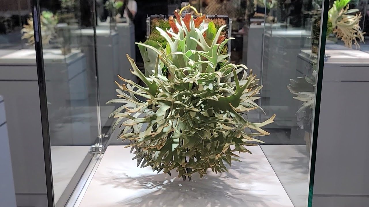 艸植感 植物市集(鹿角蕨篇)2022.11.11,Taiwan Plant Show& market (Staghorn Fern)2022.11.11