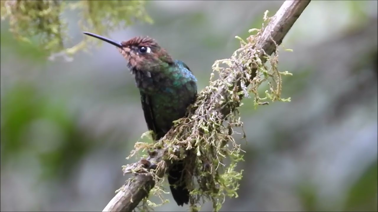 AVIS EQUATORIALIS - EL QUETZAL PROTECTED FOREST