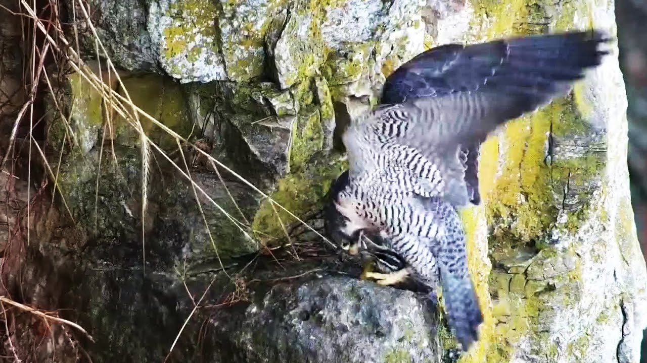 Peregrine Falcons | VIEWER RESTRICTION - Zooey caught a meadowlark and kills it ~ 3-27-2021
