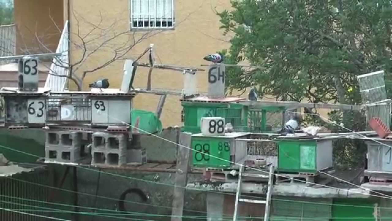 El palomo Valenciano Antiguo (palomos en accion..tercera entrega)