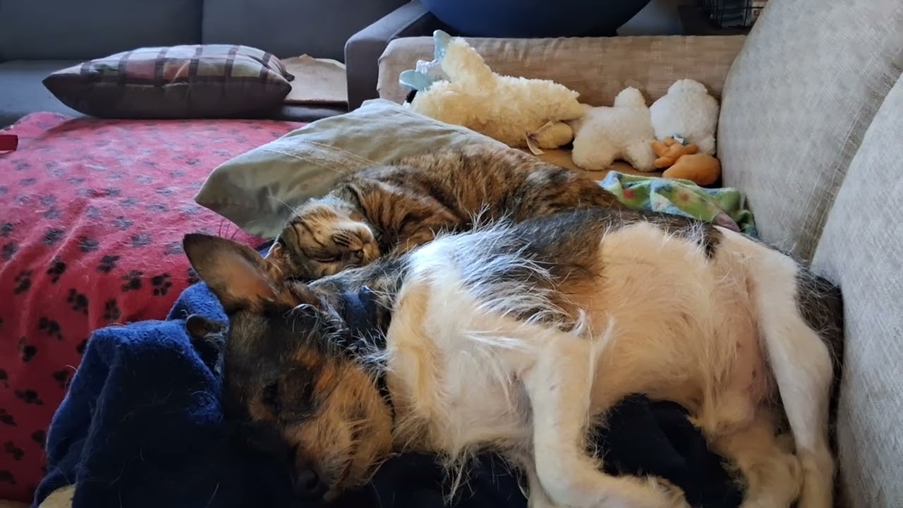Snoring Dog and Cat Cuddles 