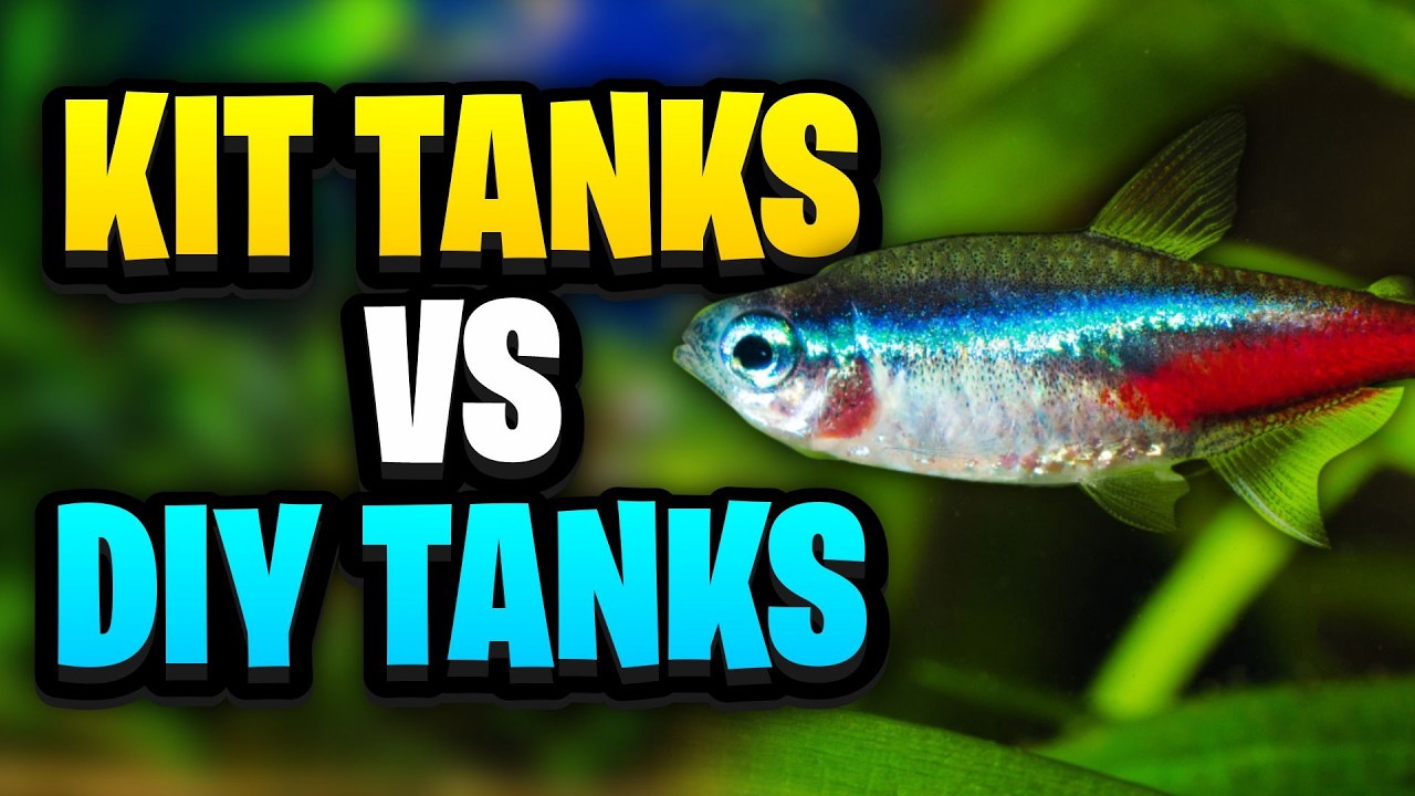 Kit Tanks Vs DIY Aquariums: Which Is Better For Beginners?