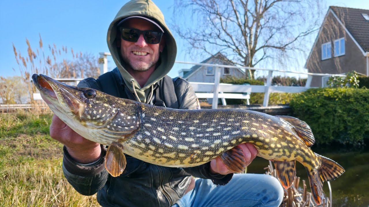 Wij vangen mooie snoeken  vlak VOOR gesloten tijd.