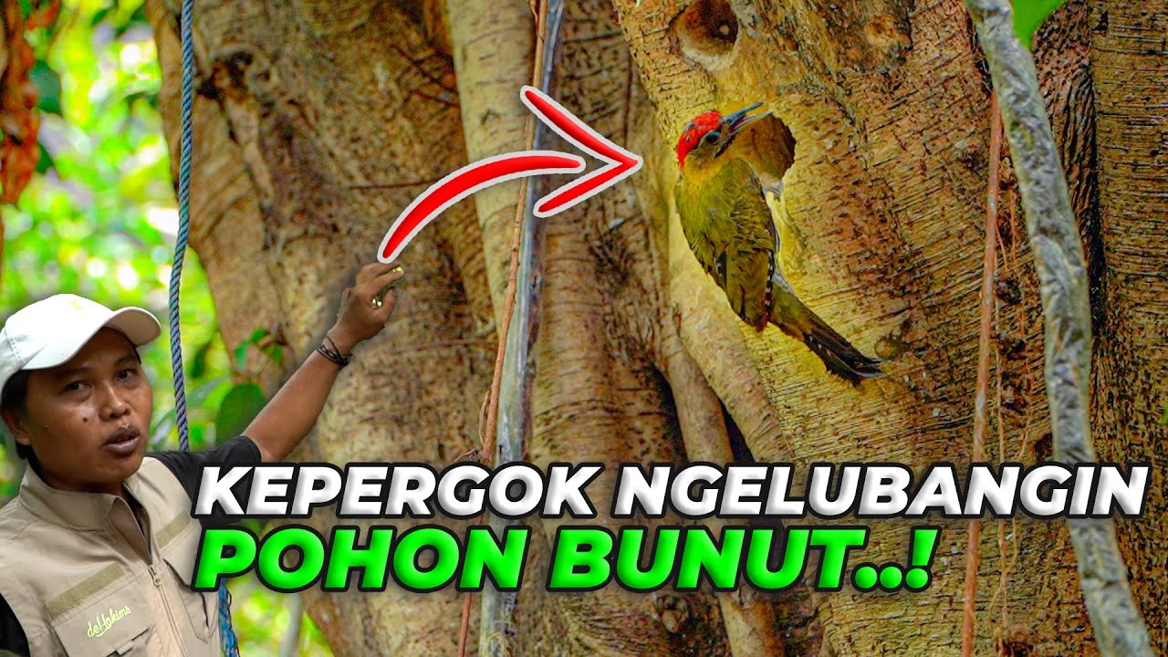 BURUNG PELATUK HIJAU NGERUSAK POHON BUNTU, MANG UKAT NGAMUK..!