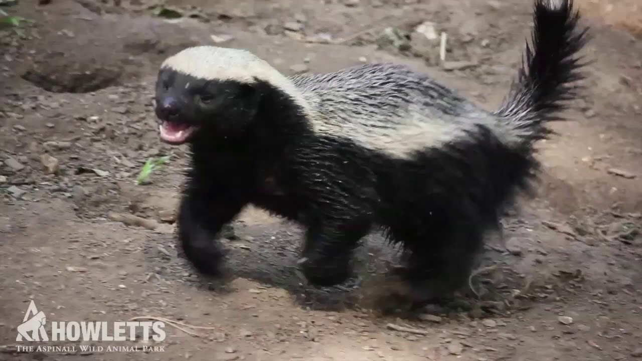 Tembe the Honey Badger playing | Howletts Park