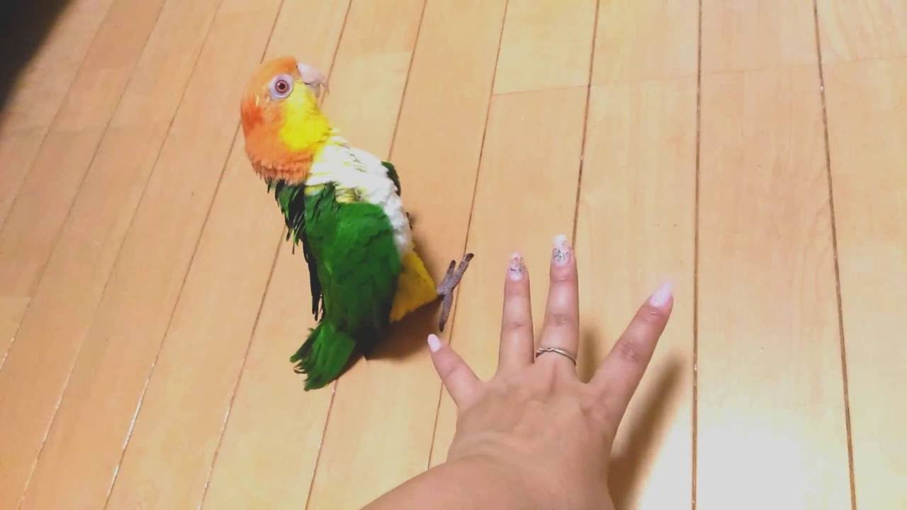 愉快なわせぉ【シロハラインコ/caique parrot】