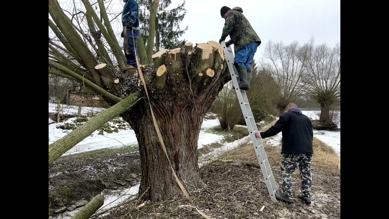 2026.01.31 Střela - ořezání vrby