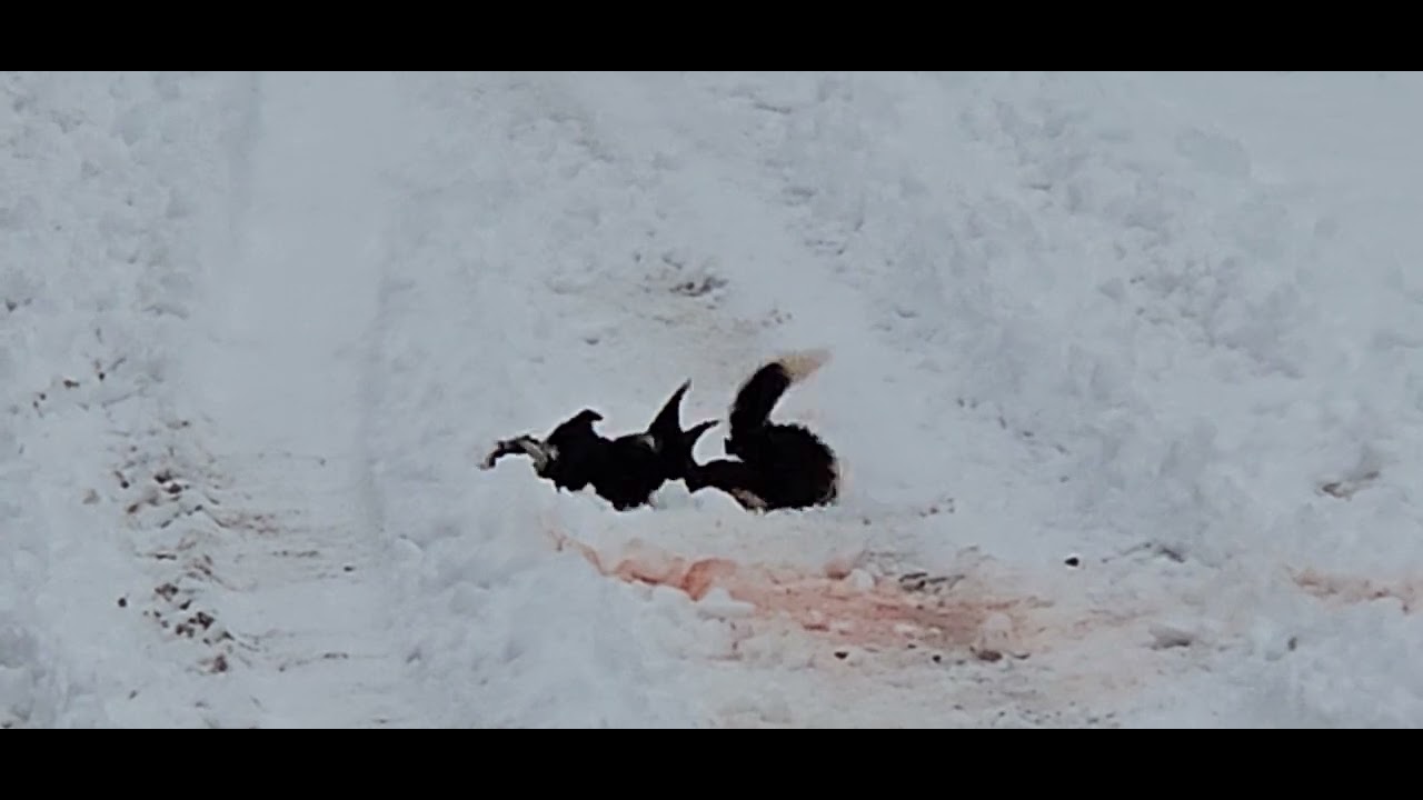 Bloody skunk fight