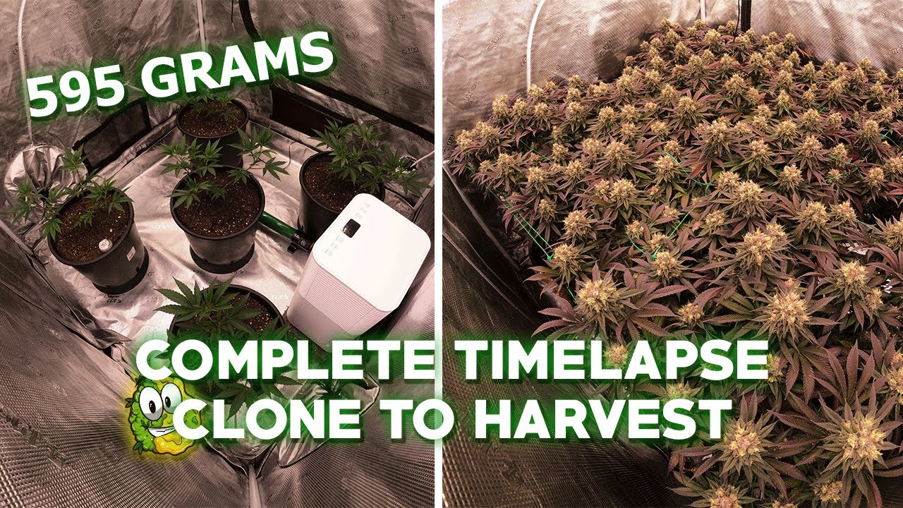 FULL CLONE TO HARVEST TIMELAPSE // BISCOTTI MINTZ // 4X4 CANNABIS GROW TENT