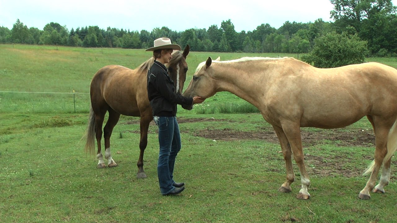 Horses Can Help Heal Human Hearts
