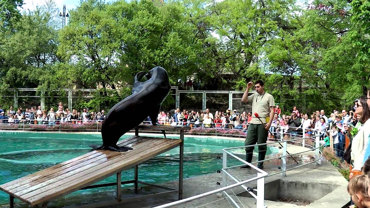 Budapest zoo seals show