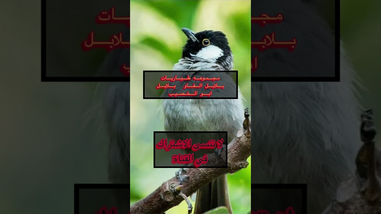 طياريات وندهات مجموعه من بلابل البصره ابو الخصيب والفاو تحياتي للجميع لا تنسى الأشتراك
