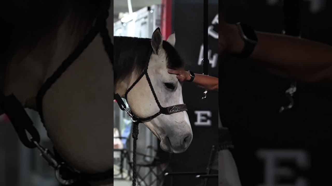 Its true we love our horses and we LOVE our team who loves our horses!🩷