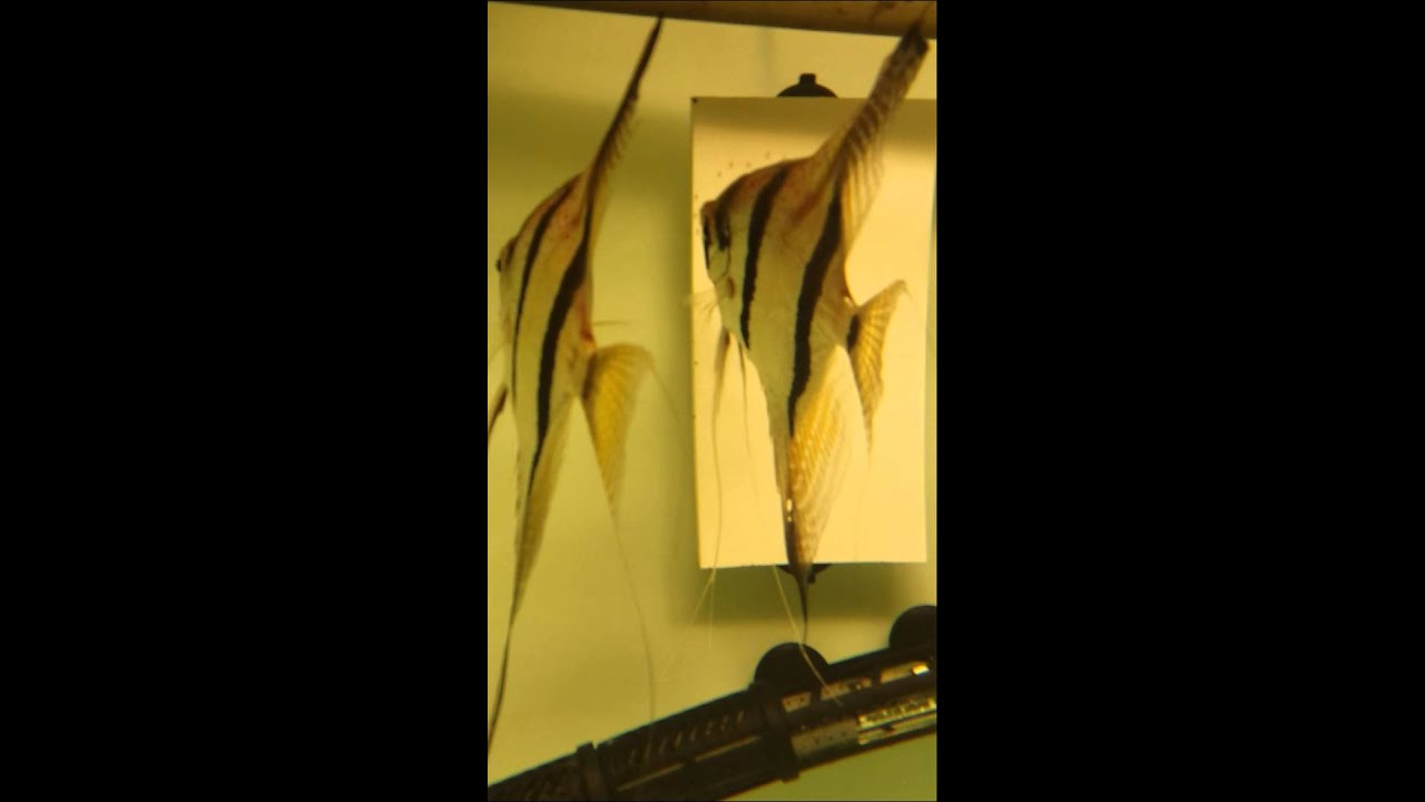 Santa Isabela Angelfish breeding