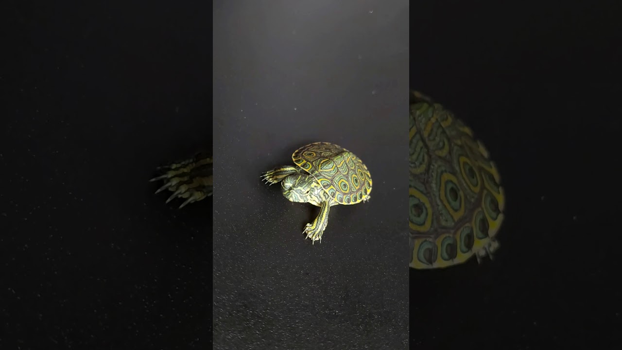 Cute little turtle run. (Trachemys Venusta)
