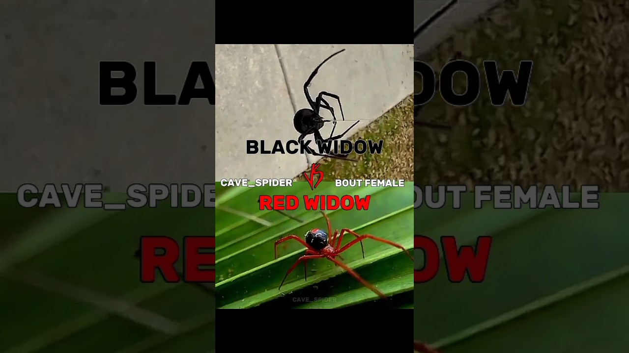 Black Widow Vs Red Widow | Battle edit