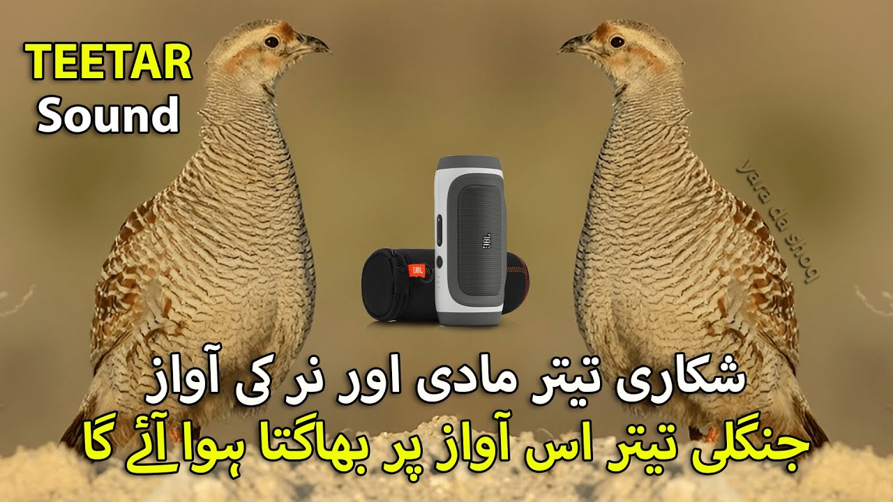 Grey Teetar ki Awaz | Teetar Female and Male Hunting Voice | Partridge Pair Hunting Sound