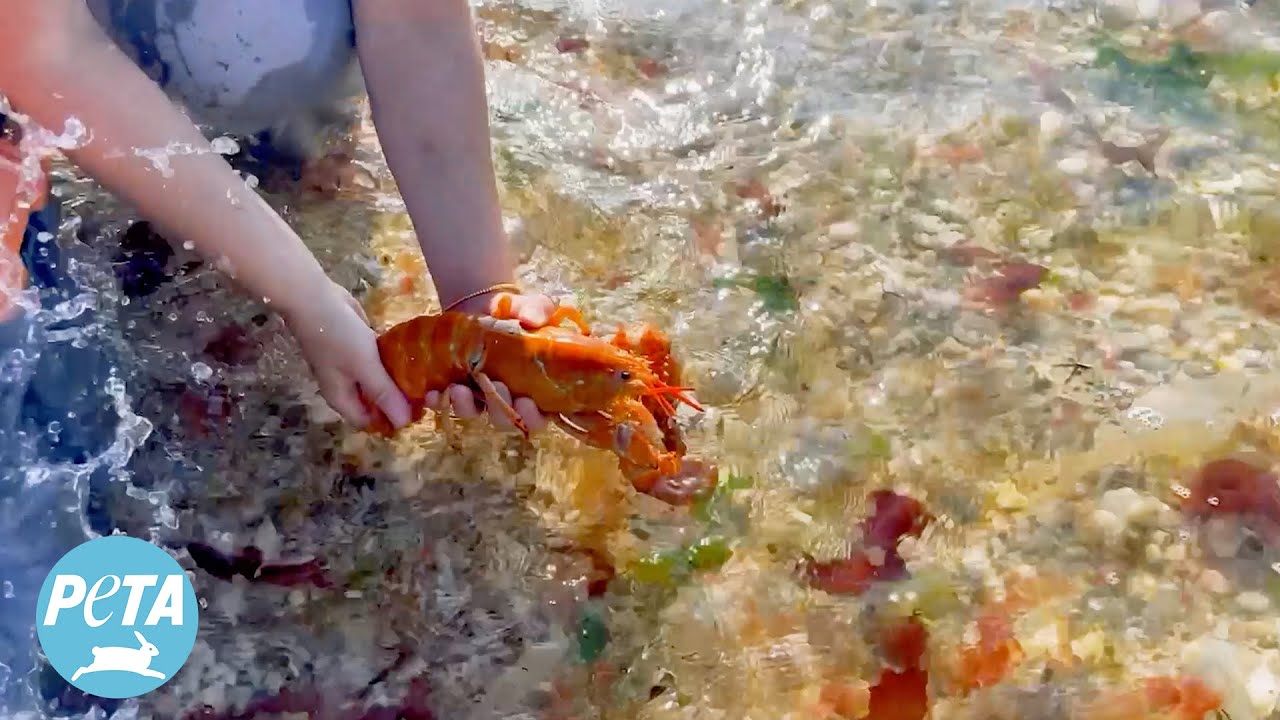 Rare Orange Lobsters Rescued and Released: A Second Chance for Navel, Tangerine, and Clementine 🦞❤️