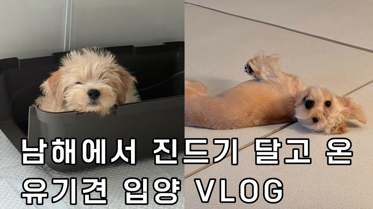 유기견 입양 | 유기견입양현실 | 새로운 가족이 생겼어요 | 포인핸드 | 동물병원 진료 거부